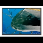 _DSC9482 Pesce A.jpg